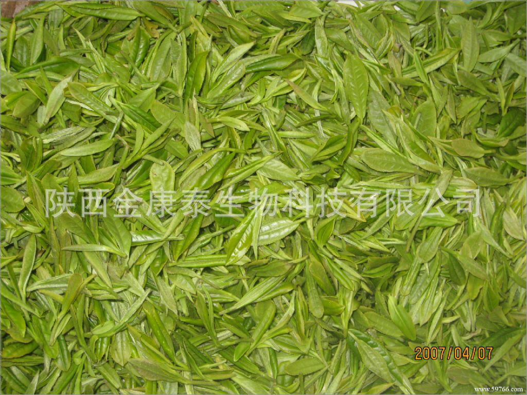 绿茶提取物表没食子儿茶素egc98100g每袋