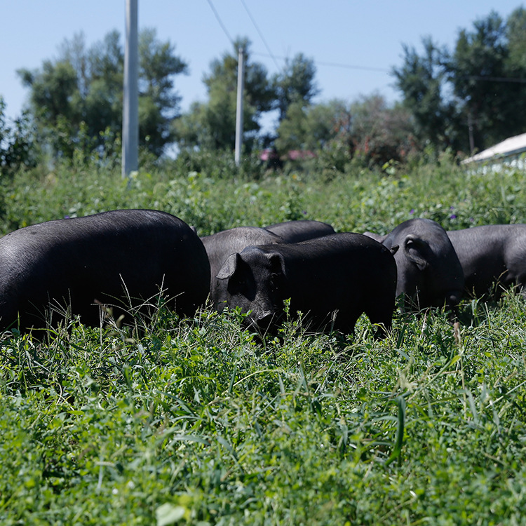 东北林下散养长白山黑猪松辽黑生态黑猪吉林乡因厂家批 发种猪公