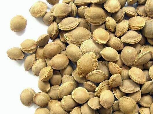 批发供应优质山杏核 林木种子杏树种子山杏种子 野山山杏量大从优