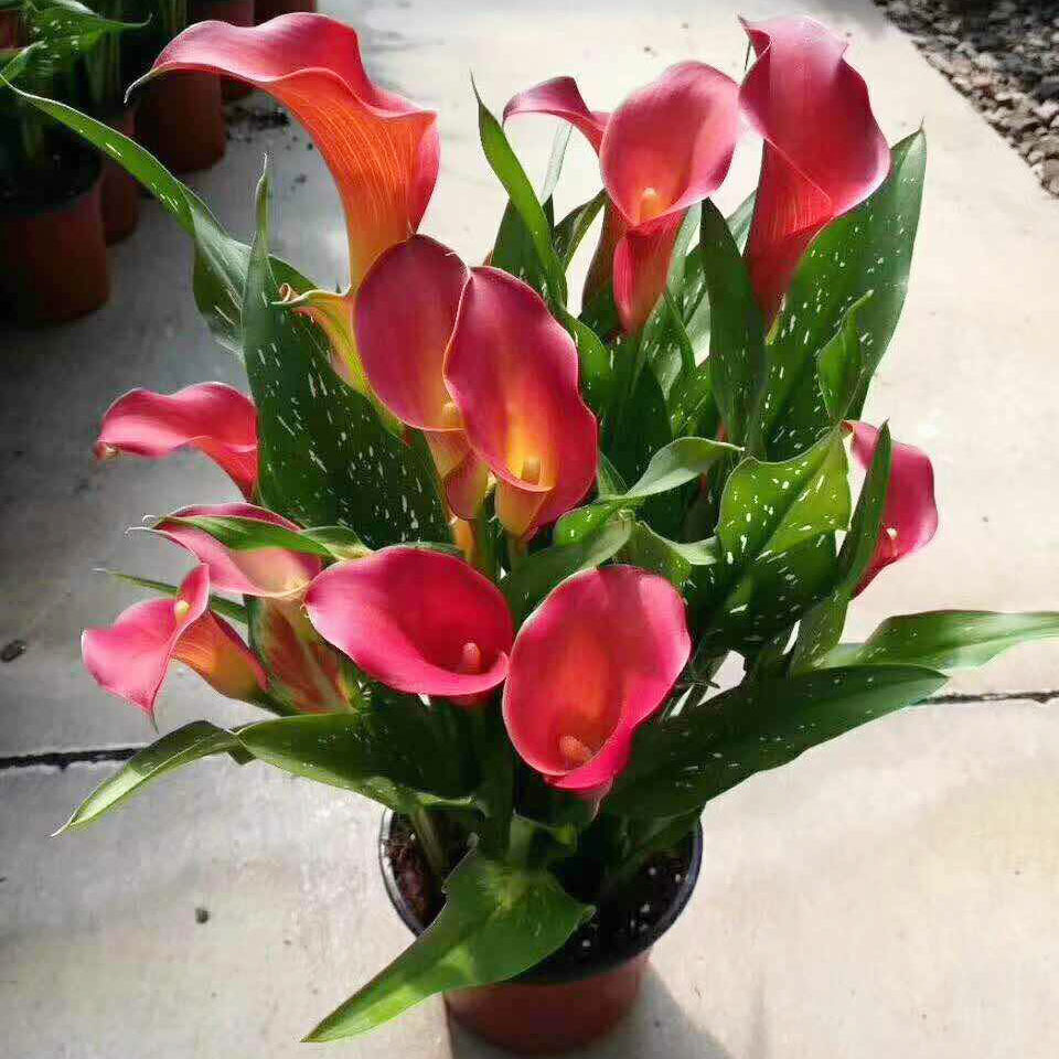 【基地直销】彩色马蹄莲 马蹄莲盆栽 观花花卉盆景 颜色可混发