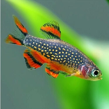 火翅金钻斑马火炽金钻银河斑马鱼热带鱼观赏鱼活体鱼