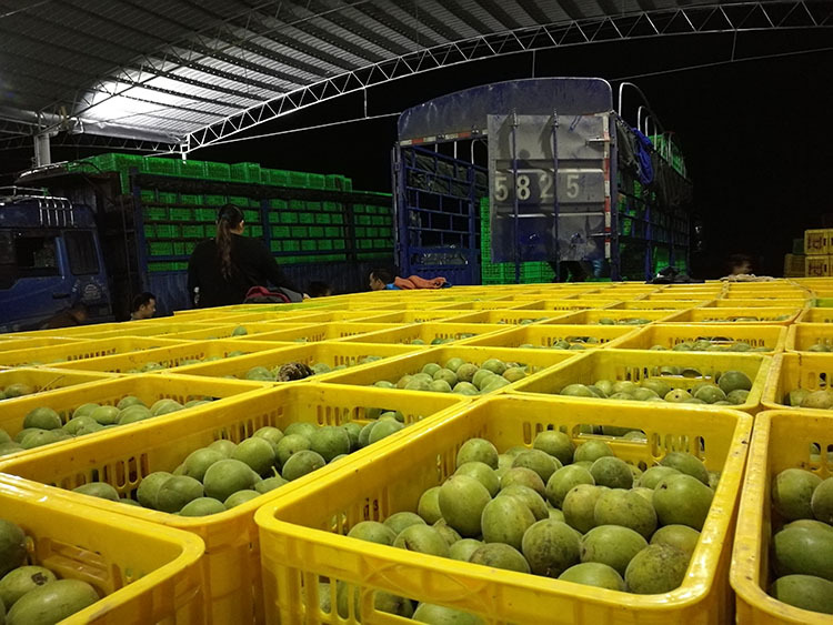 罗汉果鲜果广西桂林特产17年9月上新欢迎预定 产地厂家货源