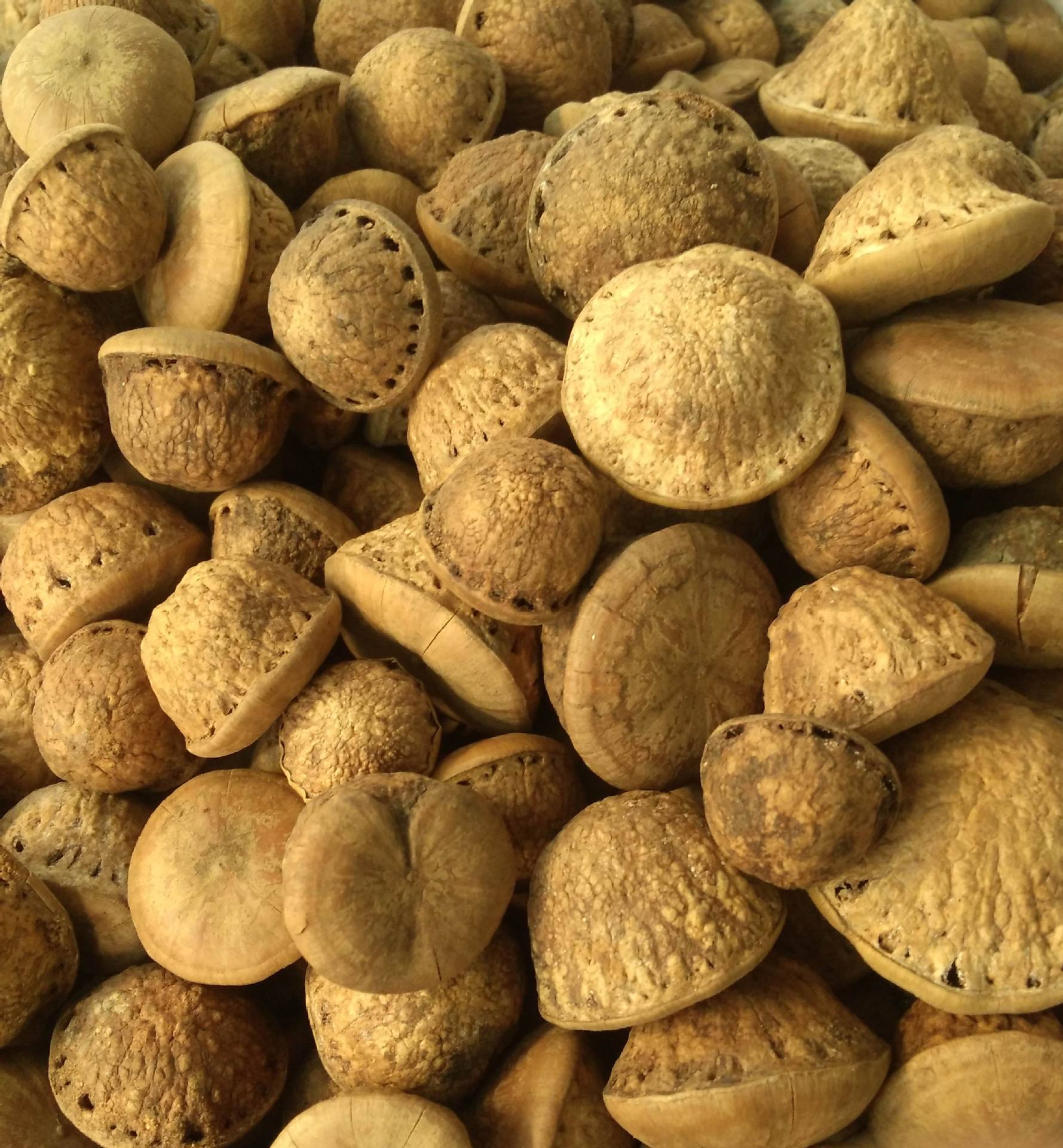 供应风流果 龟头果 天竺果 骚头龟 龟头子 广西特产