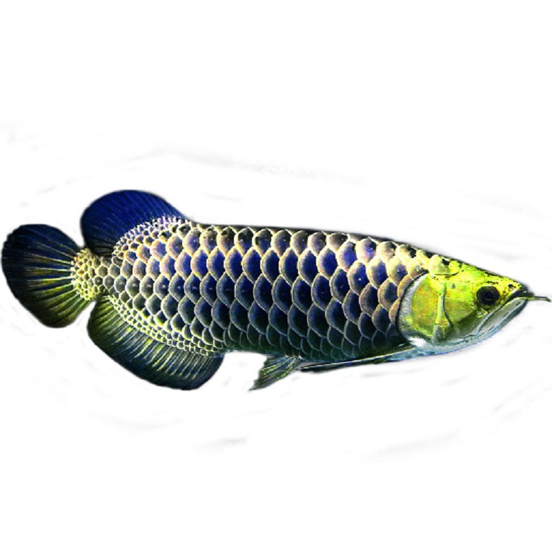 斗鱼活体半月狮王马尾抱卵母鱼宠物鱼好养耐活小型热带观赏鱼泰国斗鱼