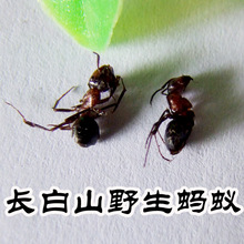 供应东北野生黑蚂蚁2斤起批发 长白山黑蚁红蚂蚁招代理 一件代发