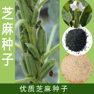 五谷杂粮类【黑/白芝麻种子】菜园专用芝麻种子春夏秋 袋装10g