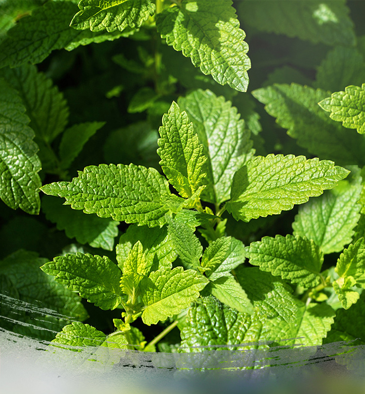 gr印度香 清凉薄荷coolmint 原装进口手工香薰熏香线香大盒365