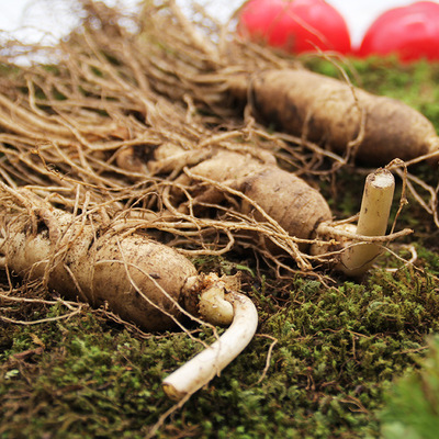 带土人参新鲜 长白山新鲜土人参 东北鲜参泡酒煲汤滋补人参