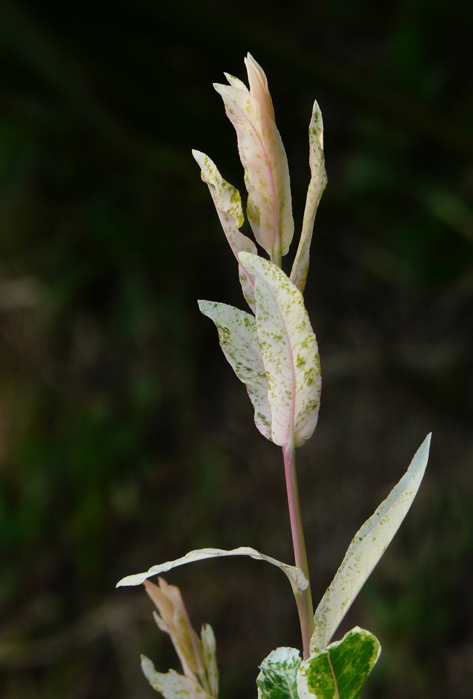 2017年(荷兰彩叶杞柳 玛瑙石榴)最新报价