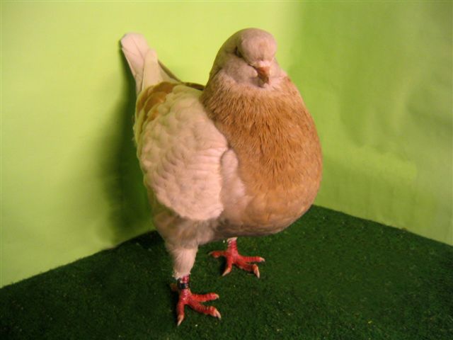 二斤的元宝鸽,长得大的公斤鸽,批发销售大个头的元宝鸽