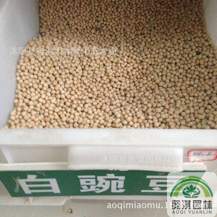 批发出售豌豆种子 绿豌豆 白豌豆 麻豌豆 豌豆种子土地种植