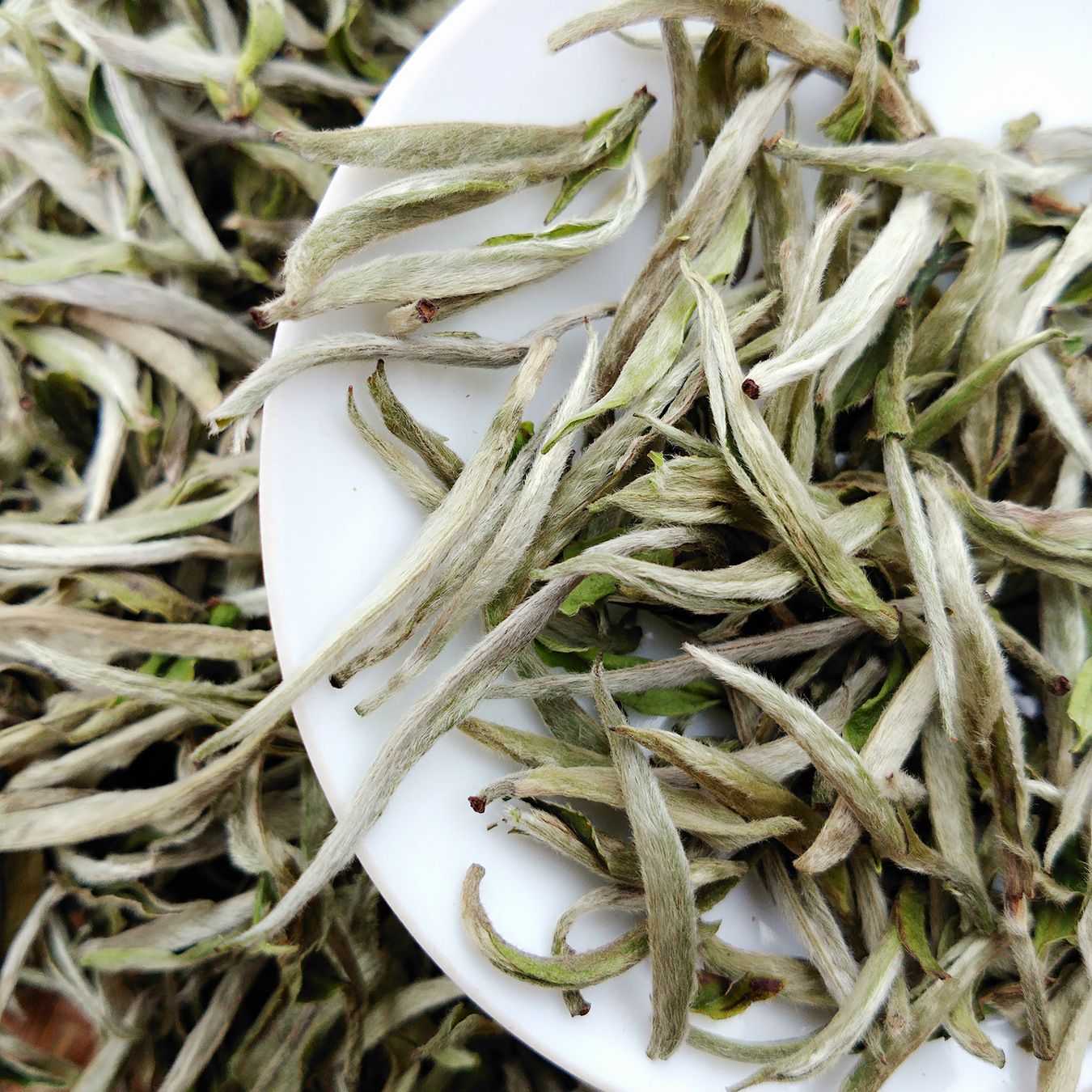 福建大白针福安白毫银针白毫银针散茶大白芽早春500g装