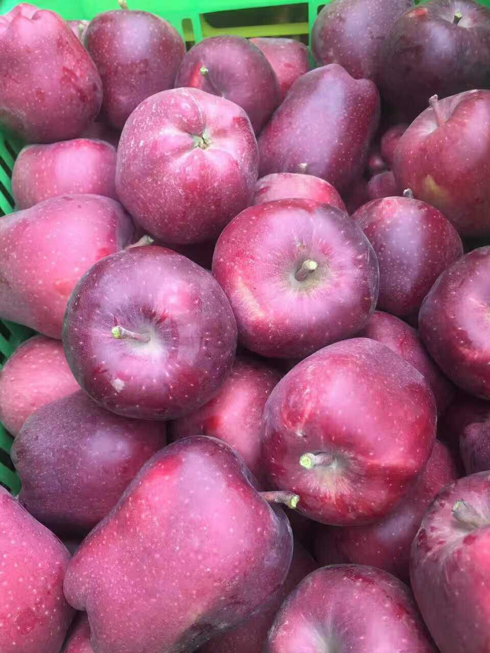 正宗甘肃花牛苹果 蛇果 粉面苹果新鲜水果 包邮