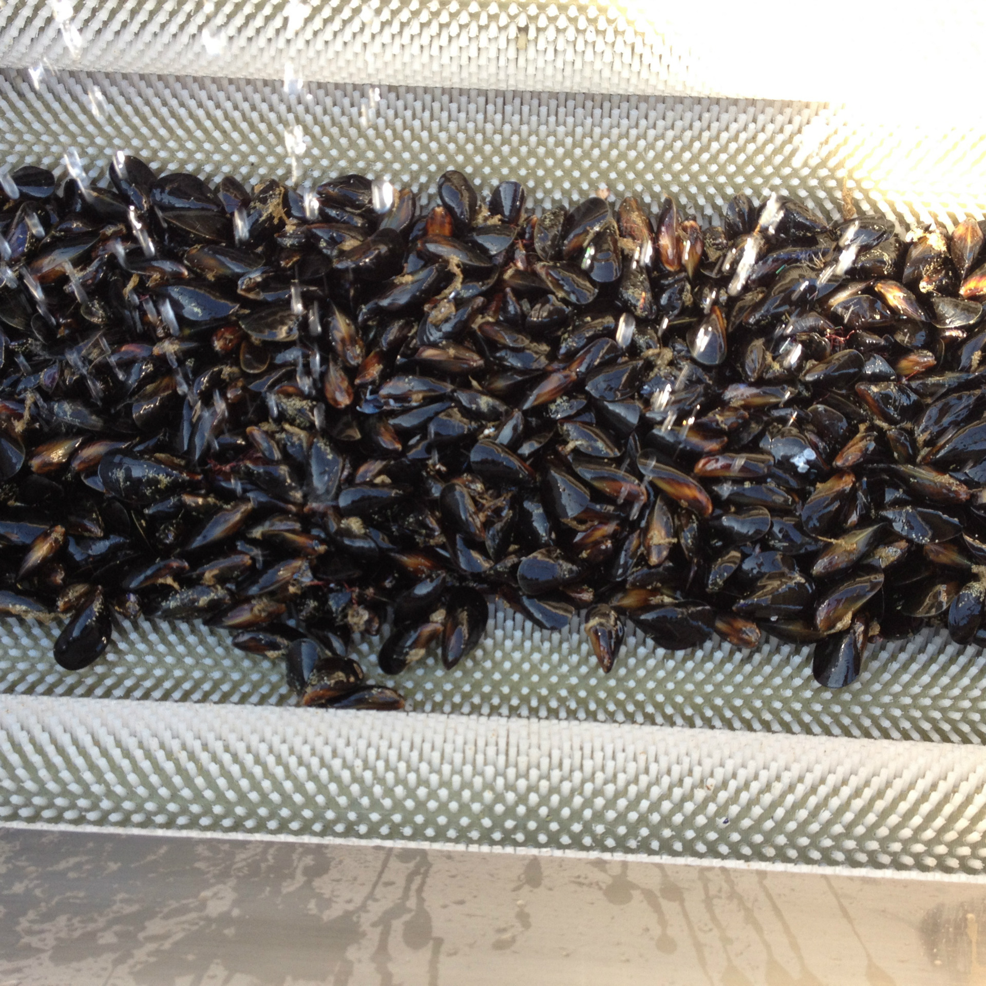 萝卜毛刷清洗机 土豆去泥去皮毛辊清洗 大型毛辊清洗机设备