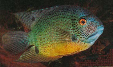 菠萝鱼 紫菠萝 观赏鱼 热带鱼 美鲷 美洲慈鲷