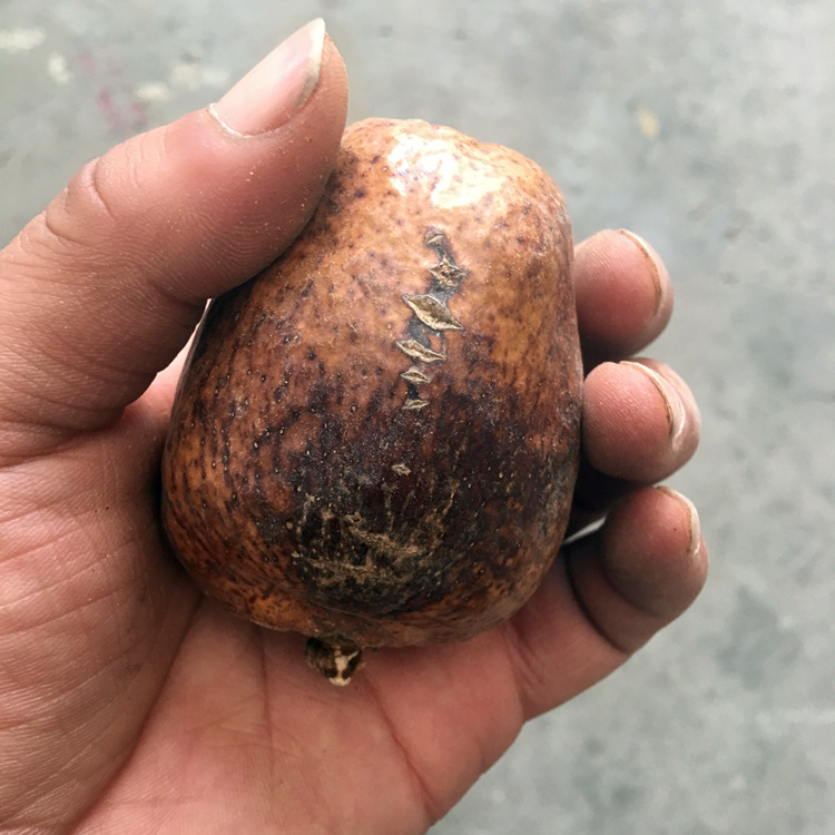 艺然文玩释迦佛心果菩提黄皮中小果一斤10颗左右吊坠项链火地摊货