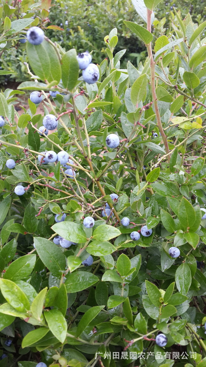 供应速冻美登蓝莓 冷冻美登蓝莓 单冻美登蓝莓 美登蓝莓