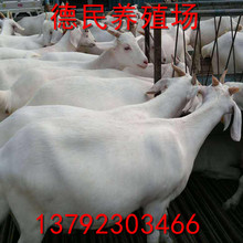 养殖场出售 白山羊 成年大白羊 山羊肉羊养殖 免运输