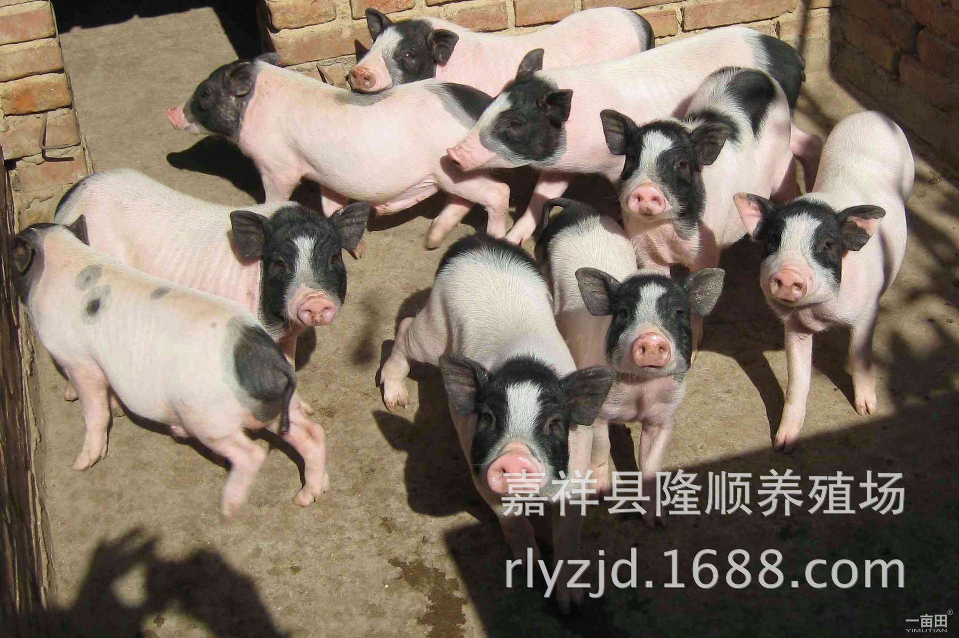 可爱小香猪表情包:亲亲嘛