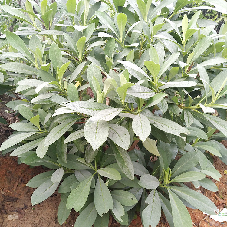 30-1米结香球苗木 校园马路绿化园林结香花树 观赏植物小苗风景树