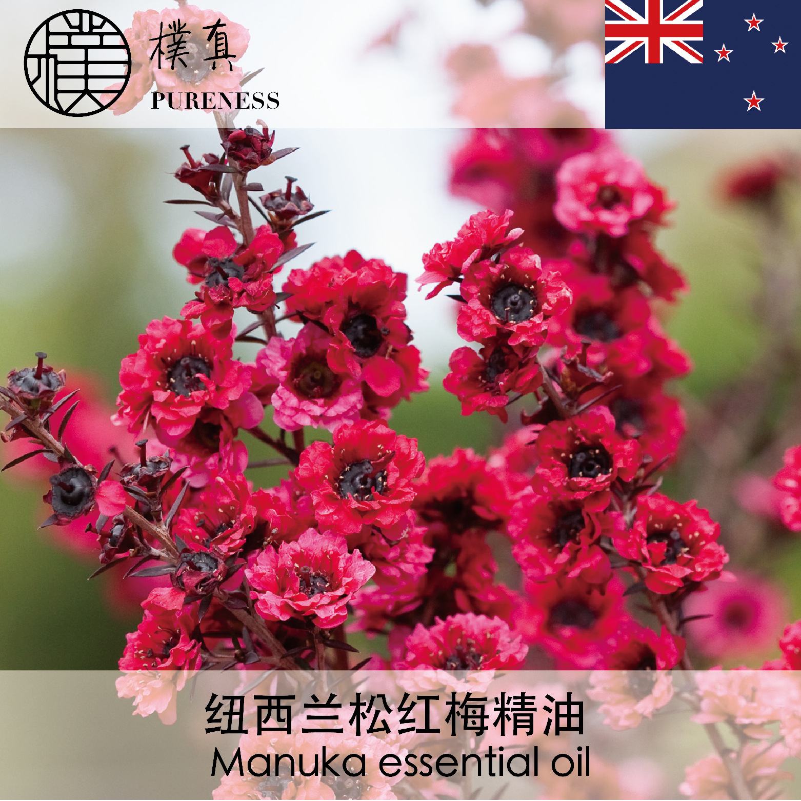 松红梅精油manuka essential oil台湾朴真