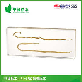蛔虫标本 昆虫动物标本中小学生物教学用品包埋标本 steam教具