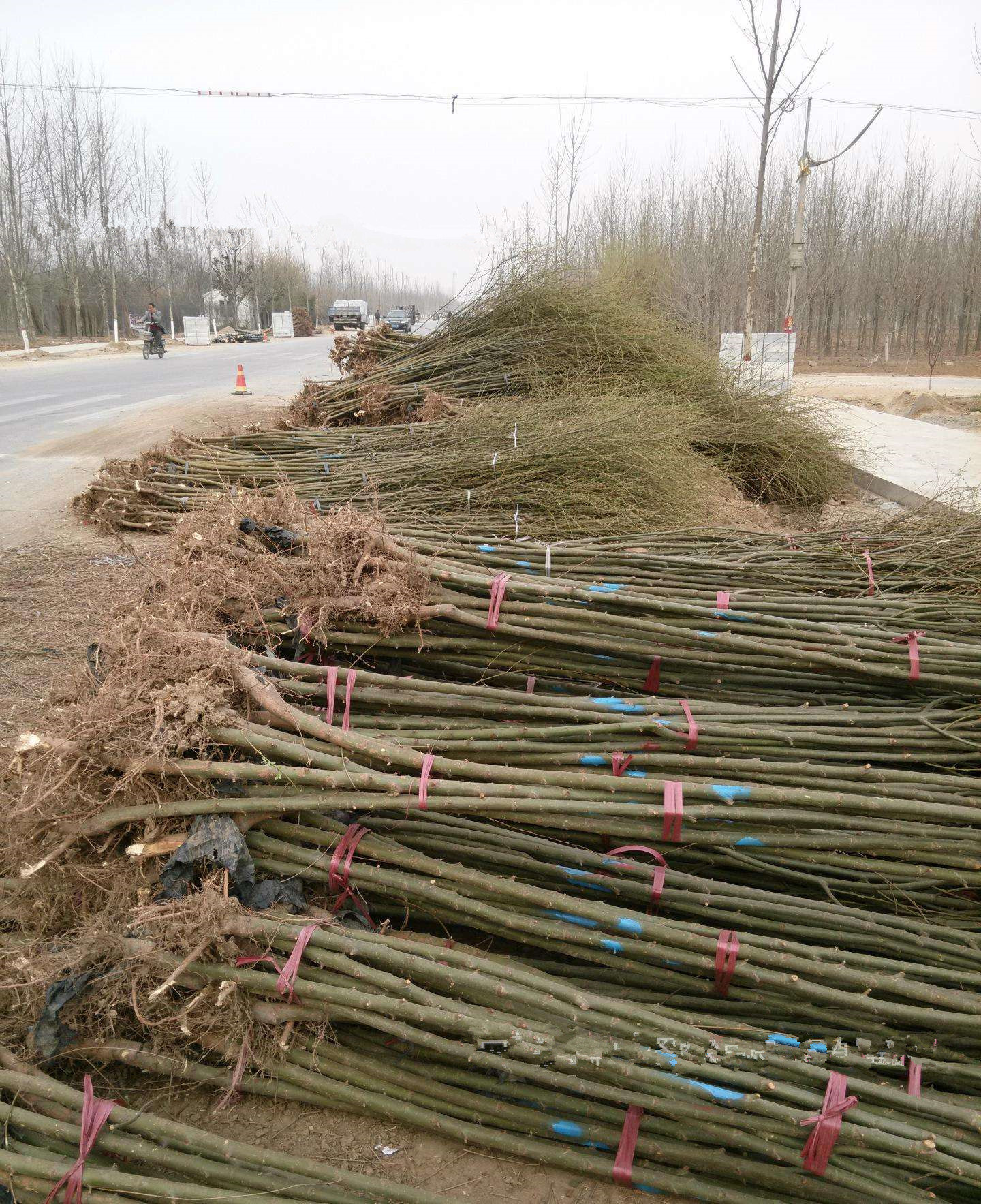 垂柳小苗树苗柳树枝条垂杨柳树苗竹柳树苗黄金柳金丝垂柳批发直柳