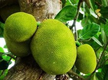 越南红心火龙果进口新鲜水果5斤包邮 - 阿里巴