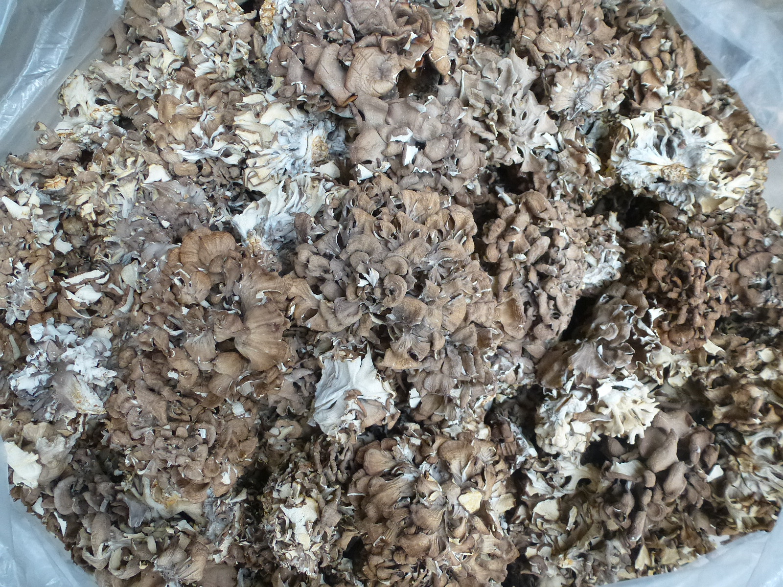 【裕菌隆】 灰树花 舞茸 中小朵型 灰树花干品 无泥沙特级舞茸