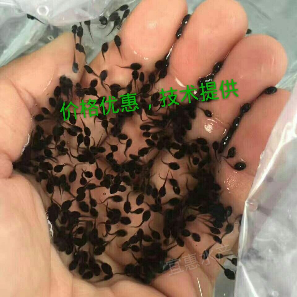 厂家直销牛蛙苗 蝌蚪苗 四脚苗 牛蛙幼苗