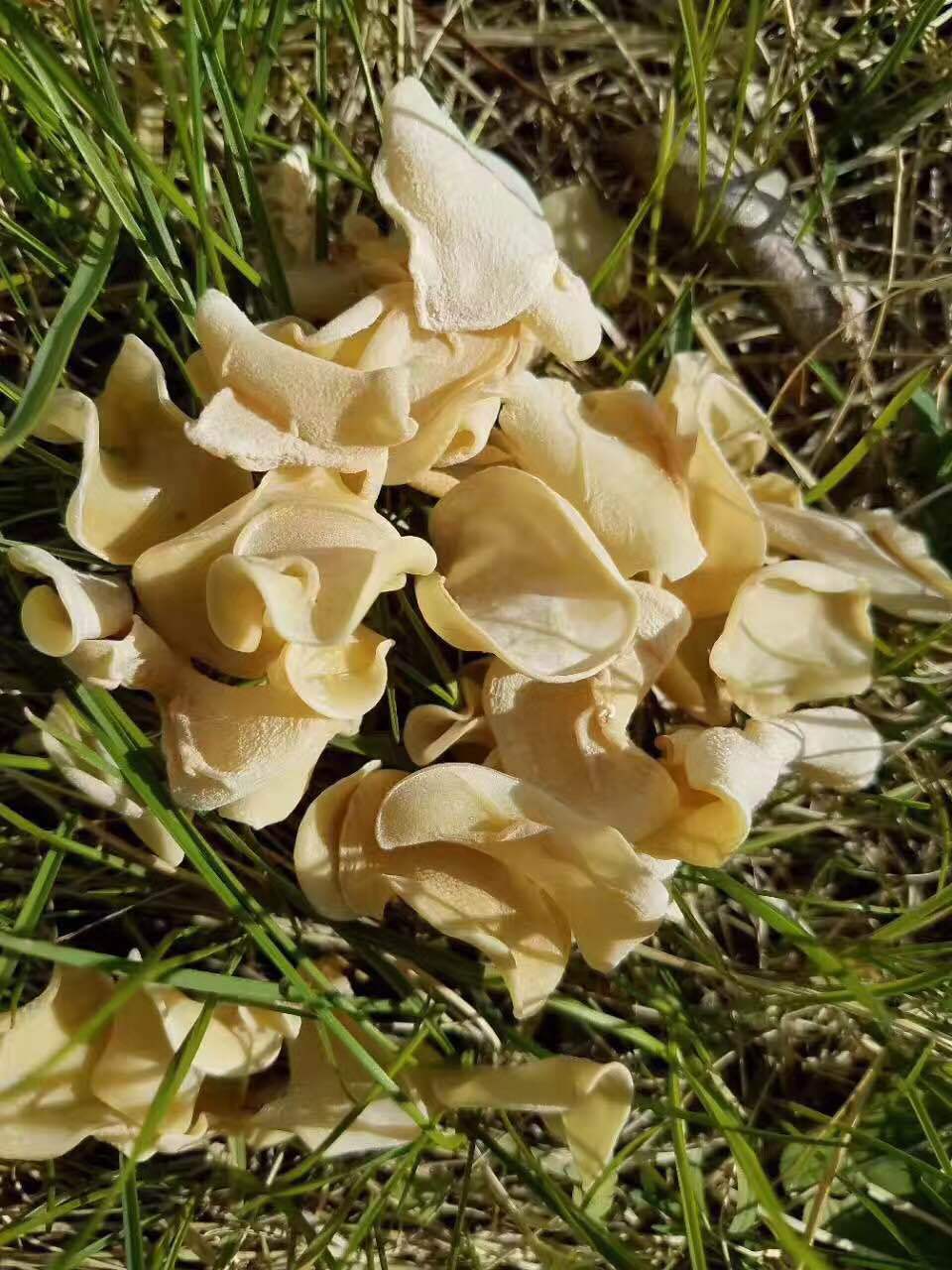 自然晾晒东北小碗玉木耳白木耳无根大兴安岭干货特产500克包邮