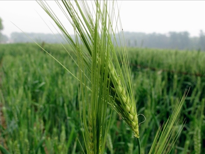 供应〕大麦若叶青提取物 大麦若叶粉 包邮