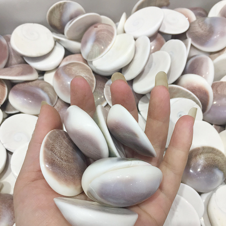 马达加斯加太阳贝 菊石水云母贝壳扇贝古 古生物化石 古动物化石