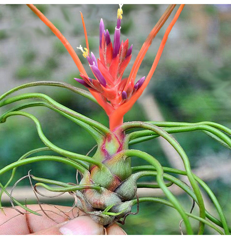 空气凤梨 章鱼蝴蝶 小蝴蝶 多肉肉肉植物绿植盆栽花卉空气植物花