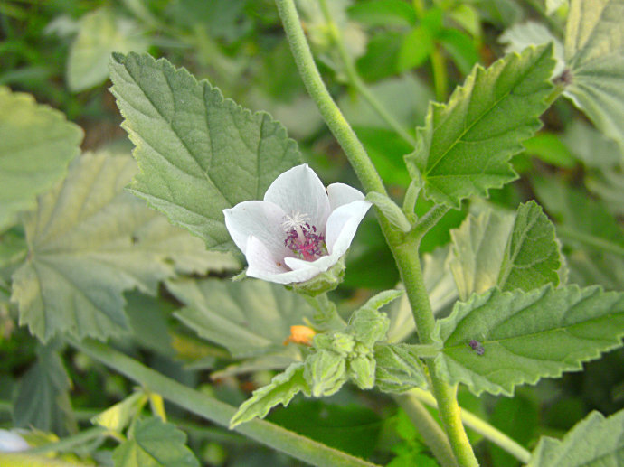 药蜀葵提取物 10:1 蜀葵 药蜀葵根 斯诺特生物