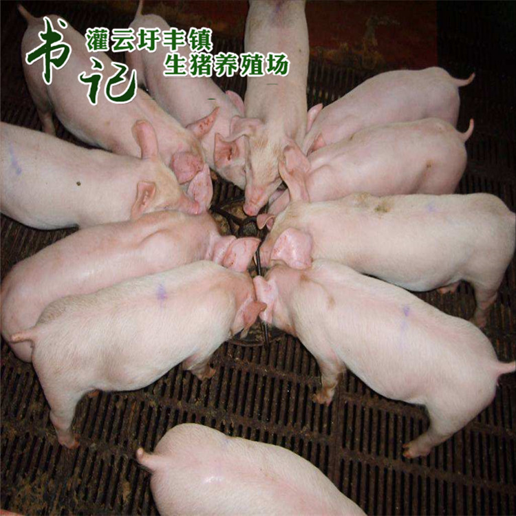 江苏大型养猪场批发纯内外三元仔猪苗 仔猪苗猪价格 三元猪小猪仔