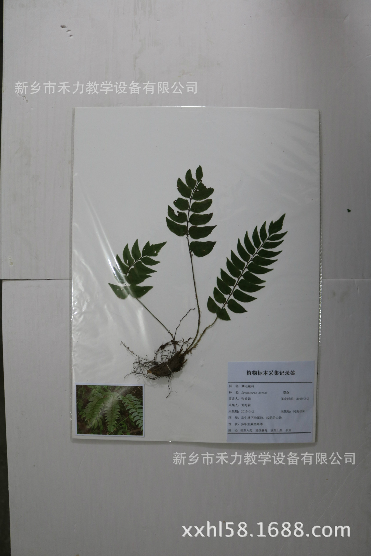 优质腊叶标本 干制标本 植物标本 硬头黄竹标本厂家