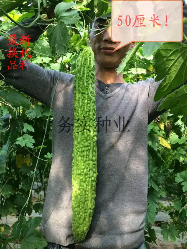 泰国进口新品巨型苦瓜种子抗病高产 蔬菜种子 寿光大棚基地