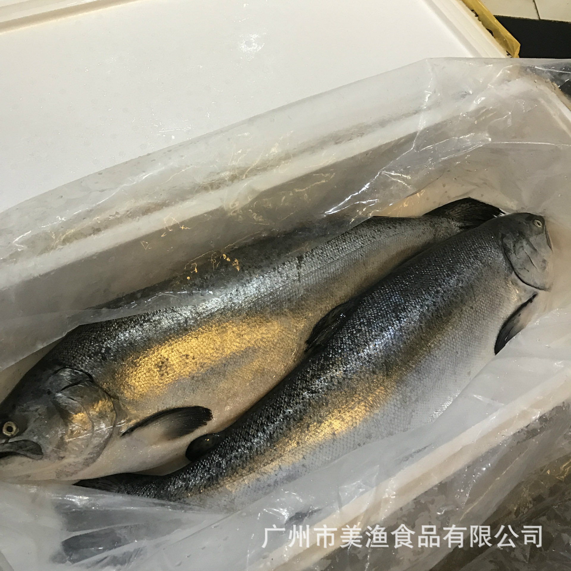 新西兰帝王鲑鱼 冰鲜 整条刺身三文鱼 9-14斤/条周四到货需要预订