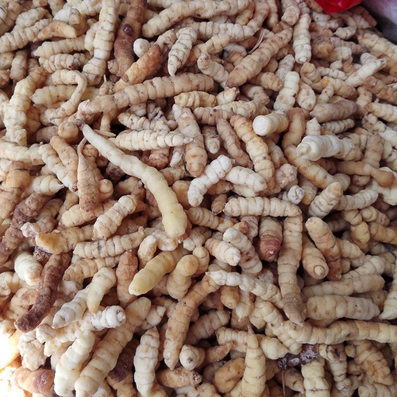 土冬虫草地蚕虫草产地大货直销