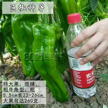 辣椒种子 蔬菜种子 四季 牛角椒种子