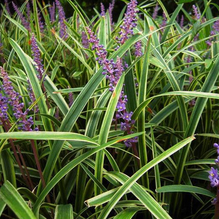 金边麦冬草 麦冬 金边麦冬草苗 金心自产自销 地被绿化苗