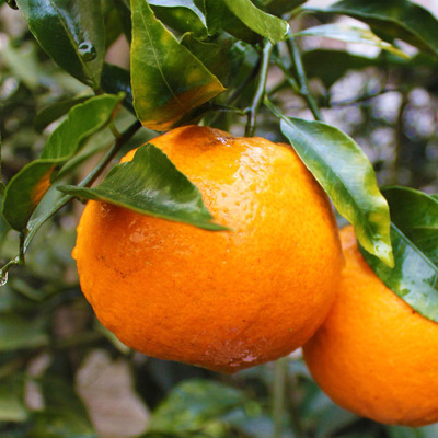 四川特产春见耙耙柑绿色新鲜水果天然无公害 鲜甜可口营养丰富