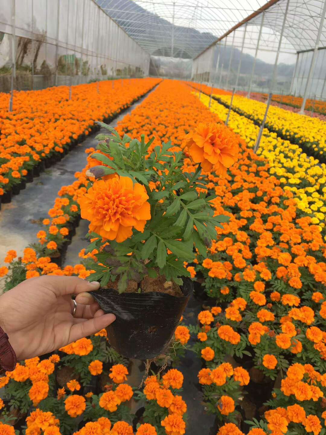 厂家供应批发 孔雀草花卉盆栽 易种观赏花卉 室内净化绿植