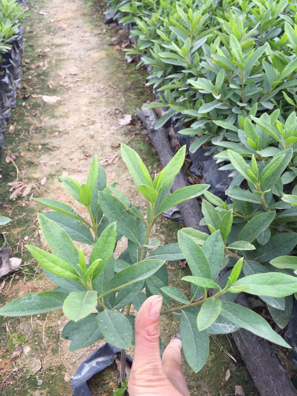 批发毛娟小苗 杜鹃花苗 庭院观花植物可盆栽毛杜鹃 基地批发