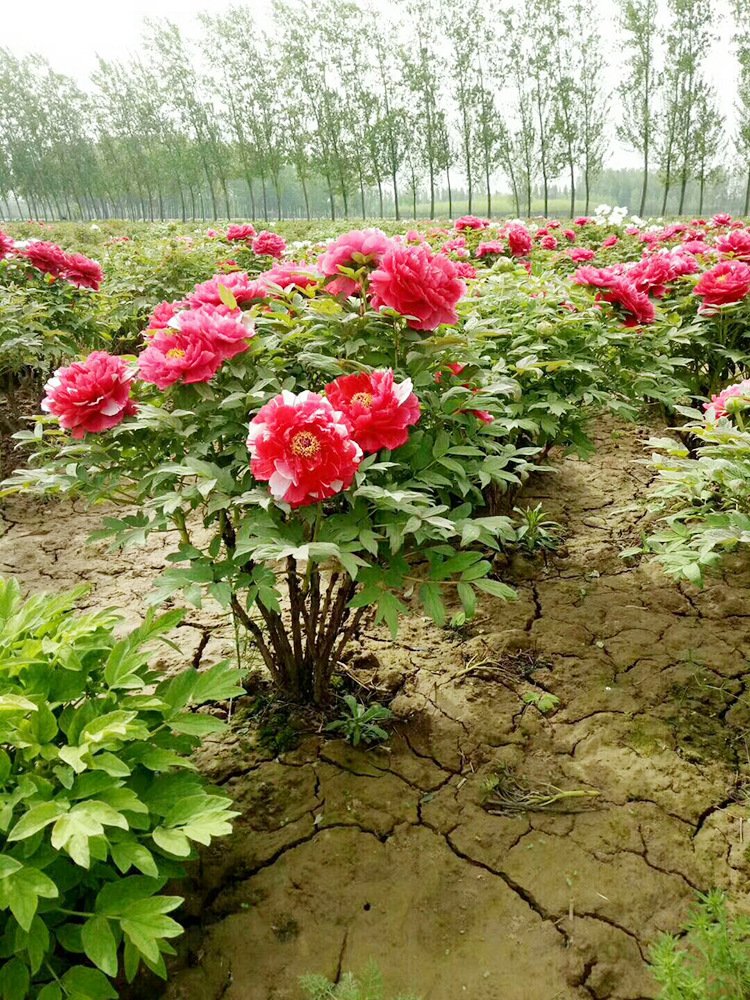 牡丹花 学校马路园林观赏植物小苗风景树直销湿地绿化牡丹花苗