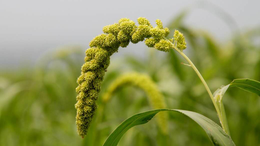 有机原生态绿小米 非转基因 健康五谷杂粮 450g