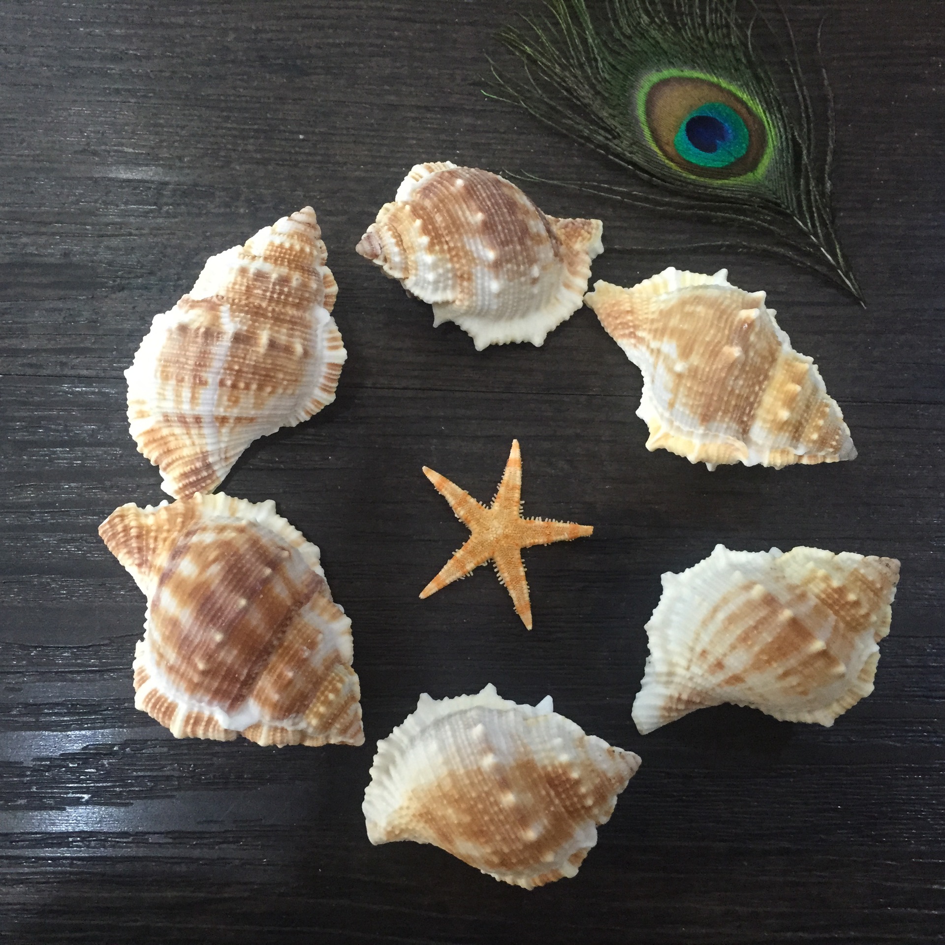 圣诞用品配件 扁刺螺 海参螺 鱼缸水族箱装饰 亚马逊供应商