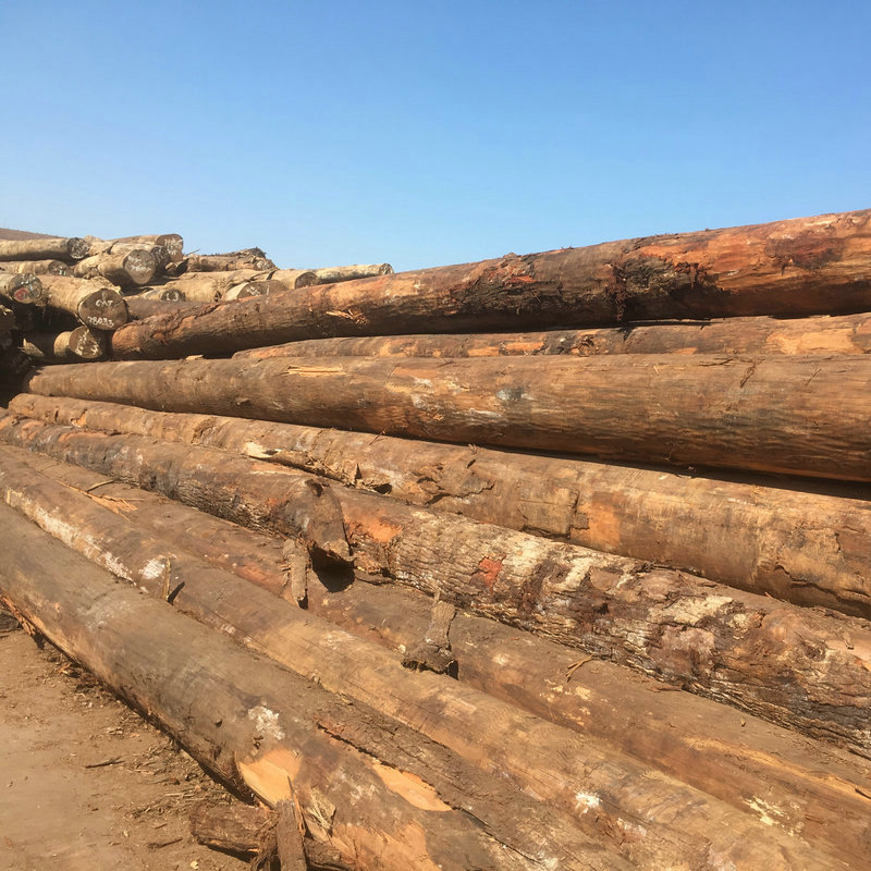 进口巴新铅笔柏原木 景观防腐木材 防腐建筑用材铅笔柏实木批发