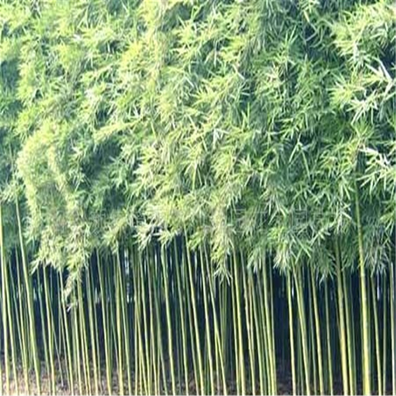 基地供应 淡竹苗 山东1公分2公分3公分淡竹苗价格 金镶玉竹子苗基地